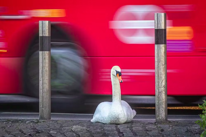 Passe de ônibus, por Paul Goldstein: Fascinado pelo comportamento dominante de um cisne macho, o fotógrafo enfrentou lama e água até os joelhos para capturar a cena perfeita, alinhando a imagem com um ônibus de Londres. 