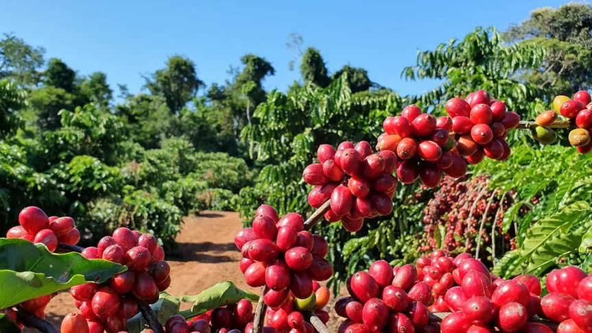 Na produção de cafés especiais, são usados apenas os frutos maduros, que estão amarelos ou vermelhos. E poucos grãos imperfeitos passam pelo processo. Daí a qualidade superior. 