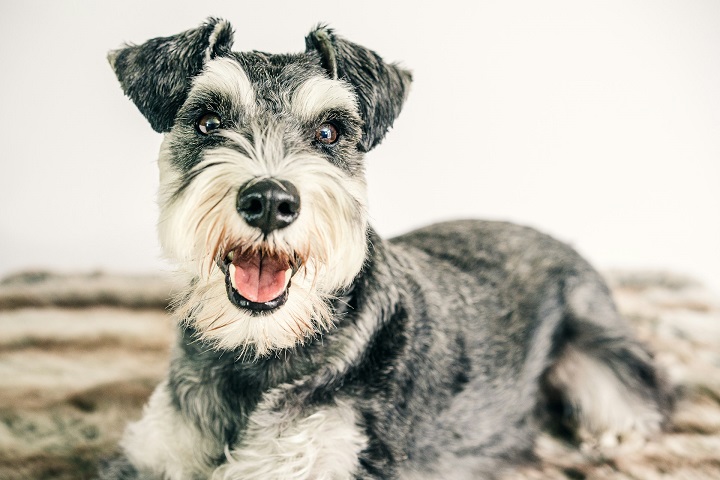 Ele foi desenvolvido a partir do schnauzer padrão, com o objetivo de criar um cão menor, mas que ainda mantivesse suas habilidades como caçador de ratos e companheiro fiel. 