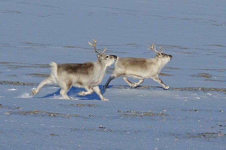 O lugar é conhecido por suas paisagens glaciais, presença de animais como ursos-polares, renas e morsas, e estações de pesquisa. 