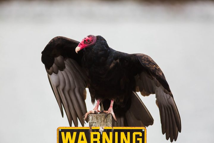 Essa espécie não enfrenta grandes ameaças e é considerada de menor preocupação pela União Internacional para a Conservação da Natureza (IUCN), sendo bastante adaptável a diferentes ambientes, desde florestas e campos abertos até áreas urbanas.