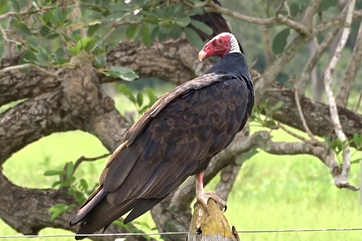 Nessa arte, o urubu-de-cabeça-vermelha (Cathartes aura) é um dos maiores mestres da natureza. Para escapar de predadores, essa ave vomita ácido gástrico e carne semi-digerida para reduzir seu peso para facilitar a fuga. 