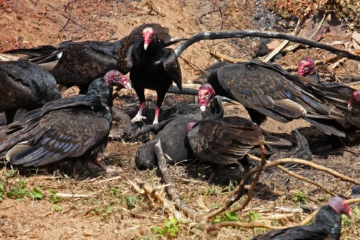 Um estudo da Ecosystem Services mostra que aves carniceiras evitam milhões de toneladas de emissões de carbono ao consumir carcaças antes da decomposição.