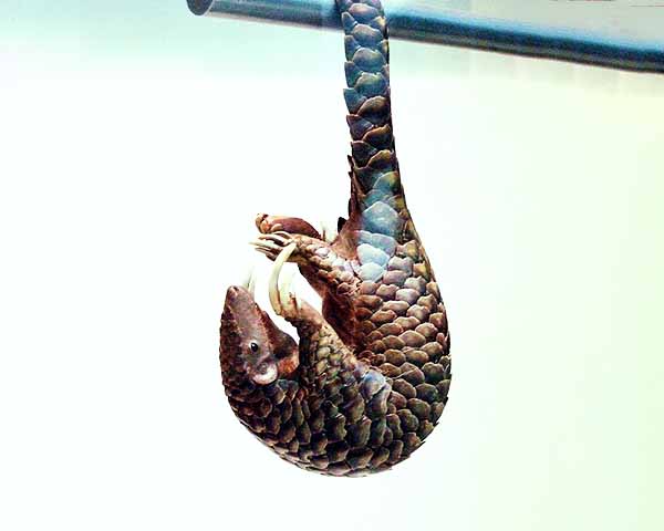 Estima-se que milhões tenham sido capturados ilegalmente apenas na última década, especialmente por causa da crença, sem comprovação científica, de que suas escamas possuem propriedades medicinais.