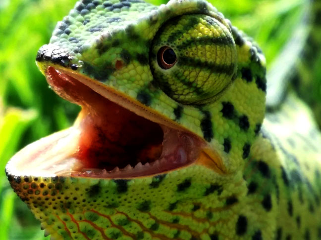 Camaleão - Qual é o animal mais famoso por ter a arte de se camuflar? Pois bem, você pode perguntar para 100 pessoas, que a resposta de quase todas elas será o camaleão. Isso porque essa é a habilidade principal deles,  já que controlam a concentração de pigmento nas células de sua pele e, desta forma, alteram a sua cor para ficar semelhante ao ambiente. 