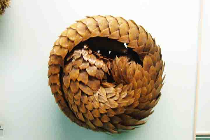 A discrição é a principal arma do pangolim para sobreviver. Ao menor sinal de ameaça, ele se enrola em uma bola perfeitamente blindada por escamas de queratina - a mesma substância das unhas humanas.