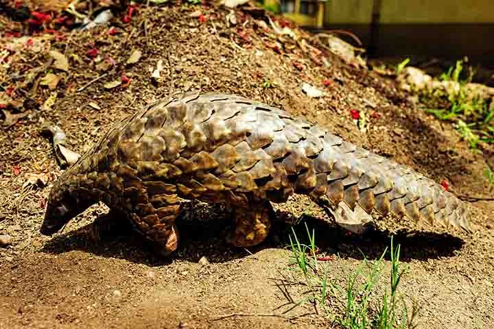Ao mesmo tempo, sua carne é considerada uma iguaria em alguns países, o que alimenta ainda mais a perseguição ao animal.