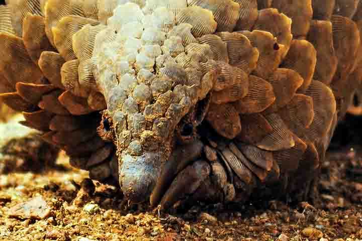 No entanto, sua aparência peculiar não lhe garante proteção: esse animal é, na realidade, a espécie de mamífero mais traficada do mundo.