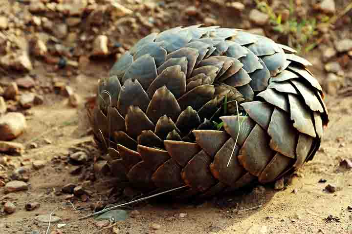 Mesmo com leis que proíbem sua caça e comércio, o mercado negro segue forte, impulsionado por crenças tradicionais e pela demanda por status social associada à carne do pangolim.