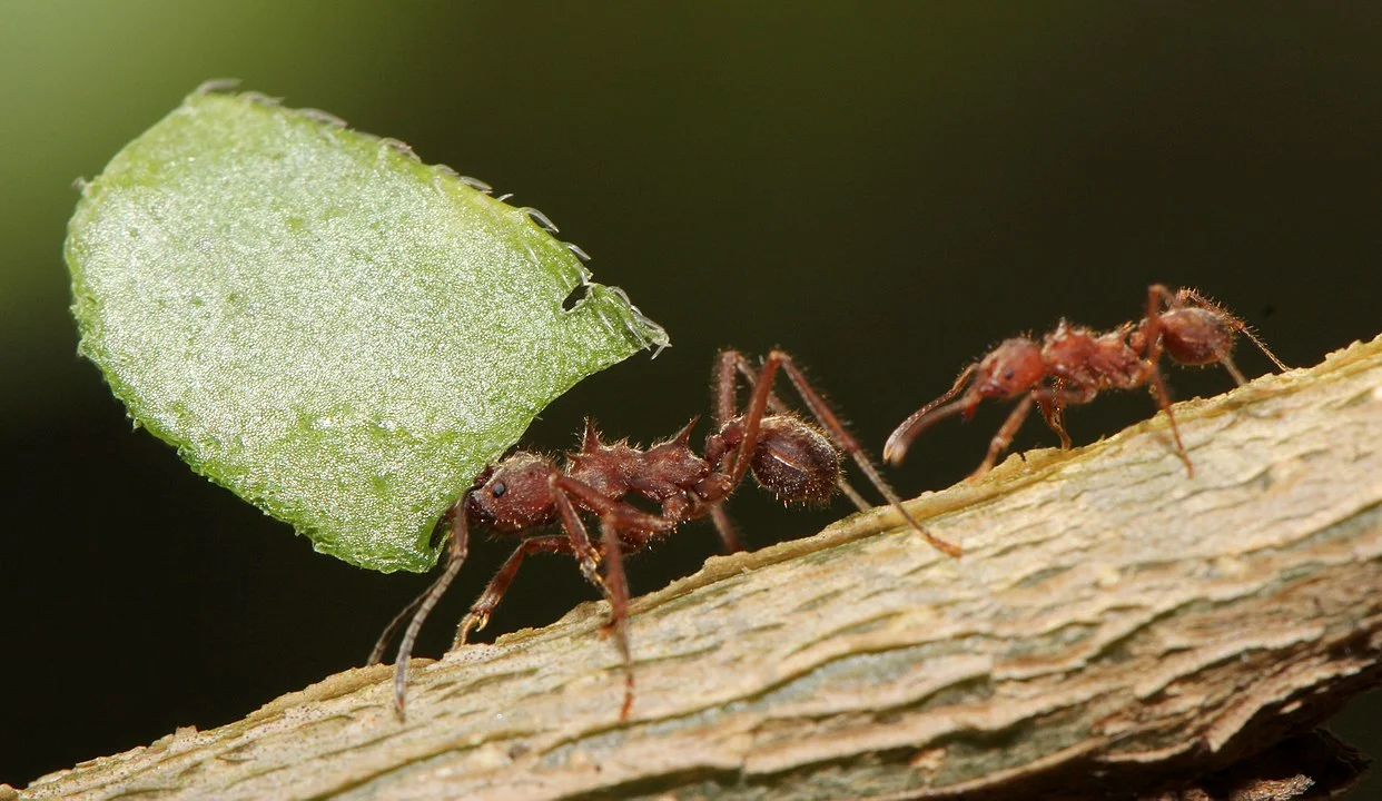 Já as operárias são maioria. Elas não acasalam, pois são estéreis.  Cuidam da rainha e de suas crias, saem à procura de alimento e defendem o ninho contra invasores.