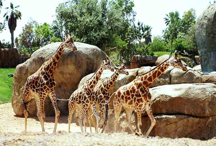 As girafas possuem chifres na cabeça. São protuberâncias ósseas que servem para proteger a cabeça contra lesões. Os machos podem até desenvolver um segundo par.