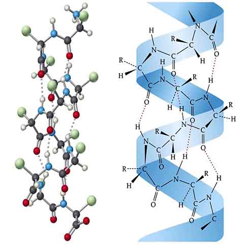 Além dos alimentos proteicos, a biotina é um nutriente que desempenha um papel crucial na formação da queratina. Há opções vegetais e animais que podem ajudar na construção e elevação dessa proteína fibrosa no corpo humano.