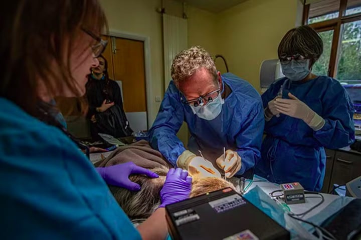 Diante da gravidade do caso, foi realizada uma apicectomia, um procedimento raro em animais dessa espécie.