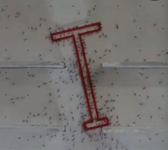 No entanto, quando analisados os grupos, as formigas demonstraram estratégias mais eficientes.