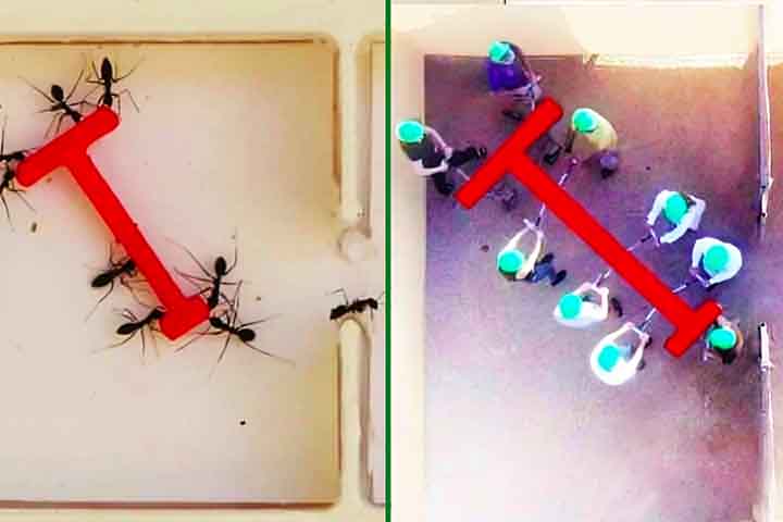 No experimento, humanos e formigas da espécie Paratrechina longicornis tiveram que transportar um objeto em formato de T por um labirinto com passagens estreitas. 