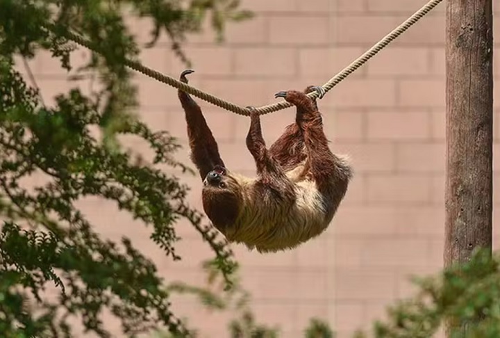 Rico é uma uma preguiça-de-dois-dedos (Choloepus didactylus), espécie endêmica da Floresta Amazônica.
