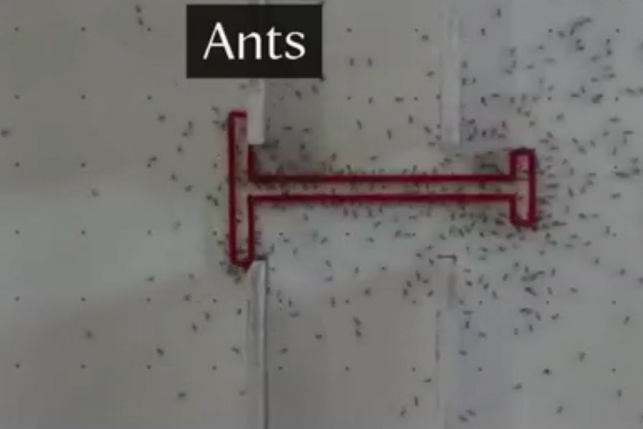 O diferencial das formigas foi a chamada memória emergente, permitindo que persistissem na mesma direção mesmo após encontrar obstáculos, evitando repetir erros. 