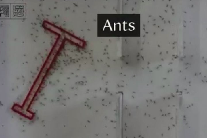 Por exemplo, ao bater em uma parede, as formigas retornavam ao início do beco sem saída antes de tentar uma nova rota, e grupos maiores usavam uma técnica de deslizamento na parede para encontrar passagens viáveis.