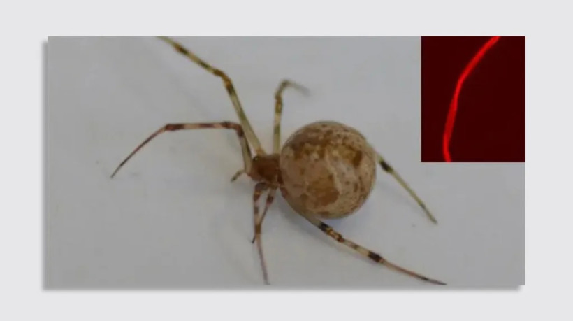 Na Alemanha, cientistas da Universidade de Bayreuth editam o DNA de aranha que passa a produzir teia vermelha com brilho sob luz ultravioleta