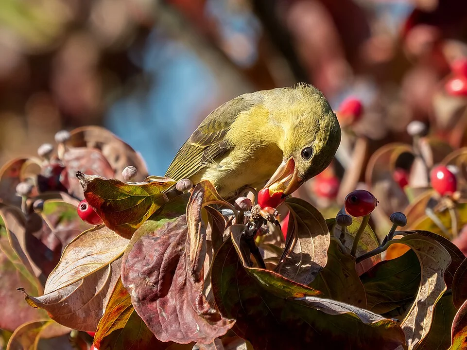 A alimentação do sanhaço escarlate é com sementes, frutas maduras e larvas, além de insetos voadores. 
