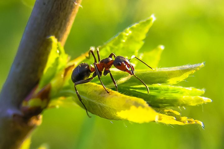 As formigas se comunicam principalmente por meio de feromônios, substâncias químicas que transmitem mensagens específicas, como alertas de perigo, trilhas para fontes de alimento ou sinais de acasalamento.
