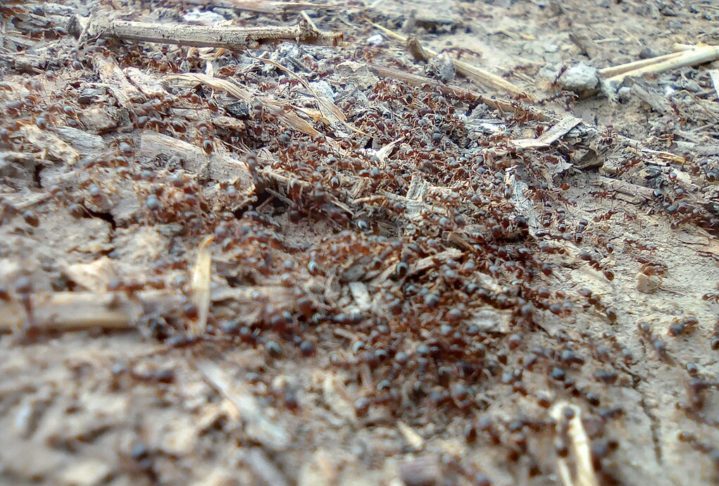 As rainhas são responsáveis pela reprodução, enquanto as operárias desempenham tarefas como buscar alimento, cuidar das larvas e proteger a colônia.