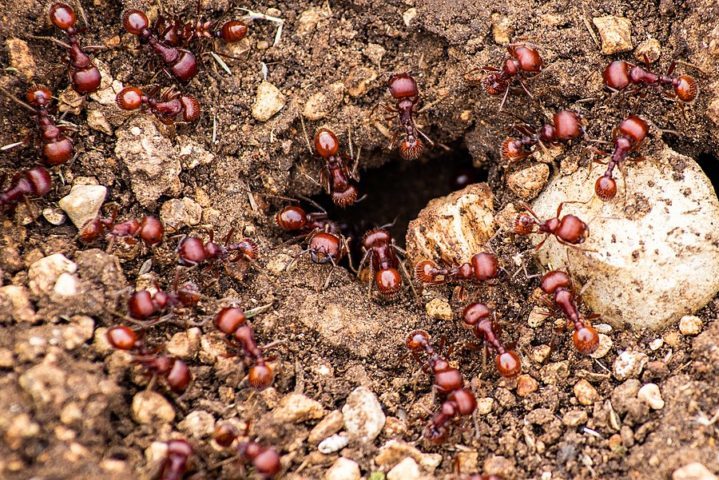 Elas vivem em colônias altamente organizadas, onde as funções são divididas entre rainhas, operárias e, em algumas espécies, soldados.