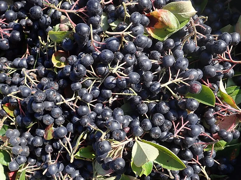 O estudo analisou um grupo de adultos que consumiram pelo período de um ano e meio a fruta nativa da América do Norte e de baixa caloria. Ela também é rica em fibras, vitamina C e K, além de ferro.
