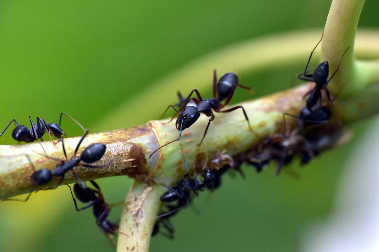 Algumas formigas usam a saliva para colar detritos de folhas, grãos de areia e outros materiais em seu ninho. Mesmo sendo um bicho minúsculo, existem tantas que a massa corporal, juntando todas, representa 1/5 do peso de todas as pessoas no mundo. 