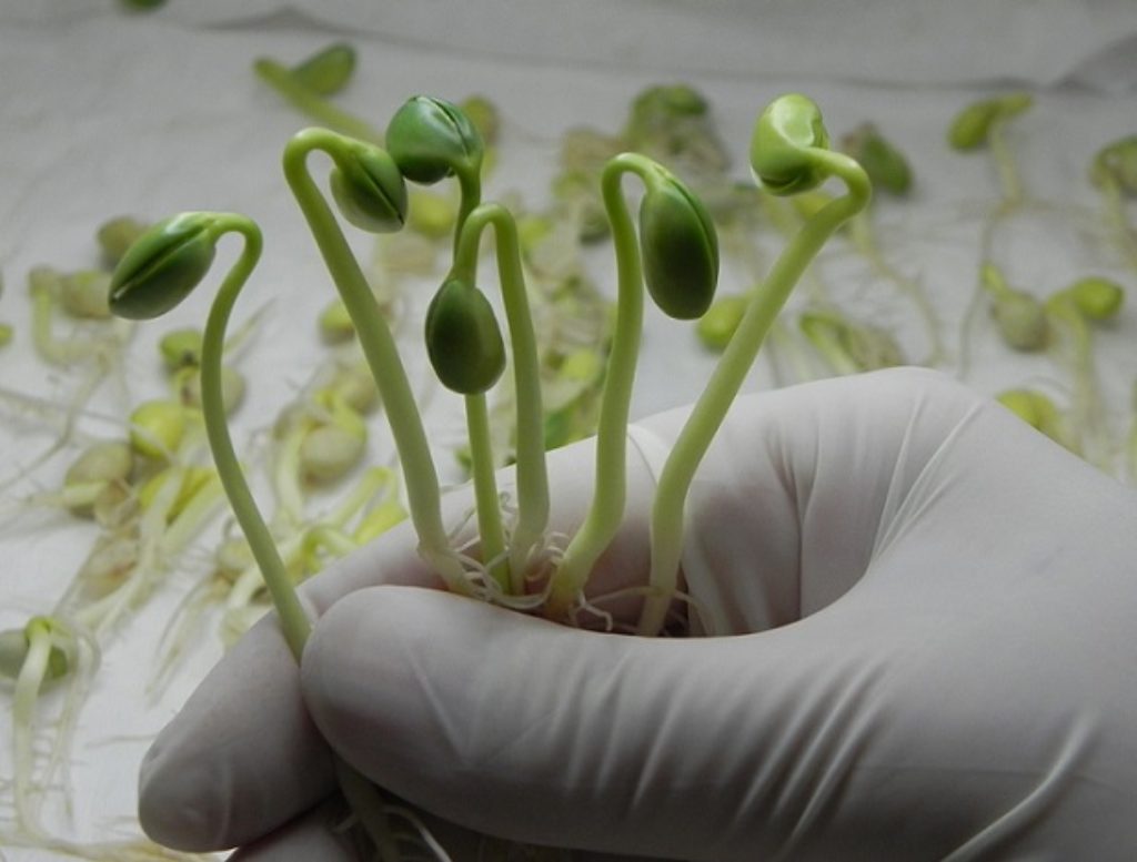 Da mesma forma, espécies de sementes que fazem parte de pesquisas também podem ser recuperadas se houver a destruição de laboratórios. 