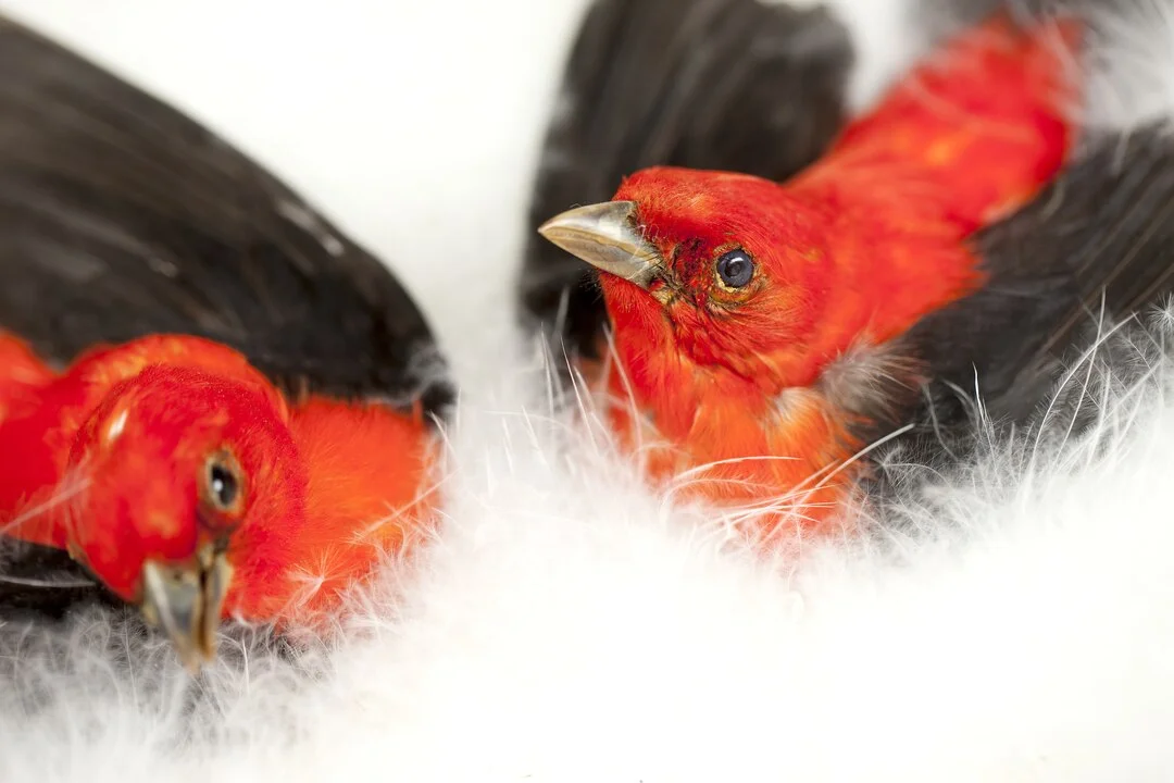 Essa ave é considerada ornamental tamanha a beleza. Os machos têm a coloração vermelha que foi vista em Fernando de Noronha, algo raro já que o arquipélago fica bem distante da área de distribuição da espécie