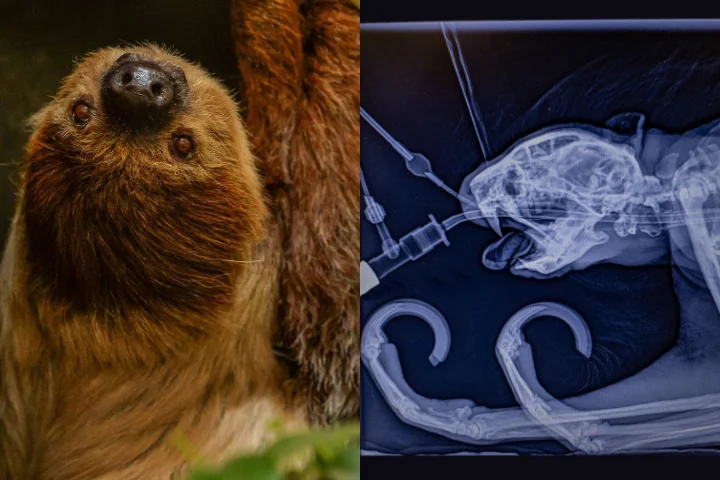 Uma preguiça de 25 anos que vive no Zoológico de Chester, na Inglaterra, passou por uma cirurgia odontológica inédita após tratadores notarem um inchaço em seu rosto.