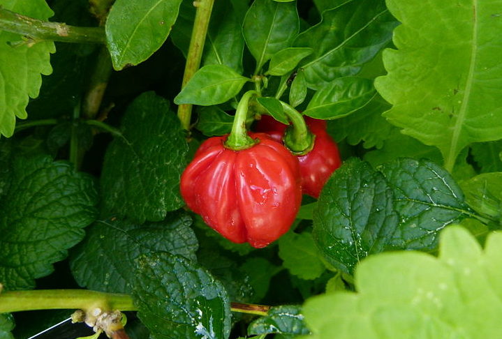 A pimenta bode — que causou a reação em Thaís — é originária do Brasil e pode ser encontrada em grande número em Goiás, no Centro-Oeste, e algumas partes do Nordeste. 