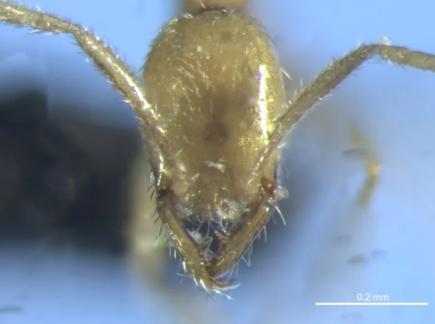 Com apenas 2 milímetros (tamanho degrão de areia), ela tem coloração que age como camuflagem. Ela cava e se move com desenvoltura no subsolo dificultando sua localização. Das cerca de 15 mil espécies de formigas do planeta, apenas 60 são da classe Leptanilla. Mas do novo tipo Voldemort, só dois espécimes foram encontrados nessa pesquisa.