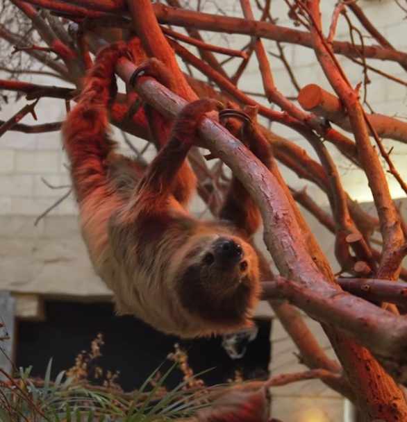 Após exames, incluindo uma tomografia computadorizada, os veterinários identificaram dois abscessos radiculares – infecções ao redor das raízes dentárias que causam dor, inchaço e dificuldade de alimentação.