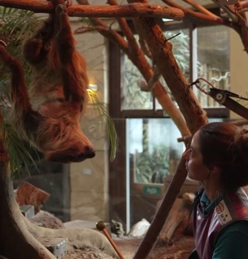 O pós-operatório foi positivo: após uma semana, os abscessos não retornaram, e exames confirmaram a recuperação de Rico.