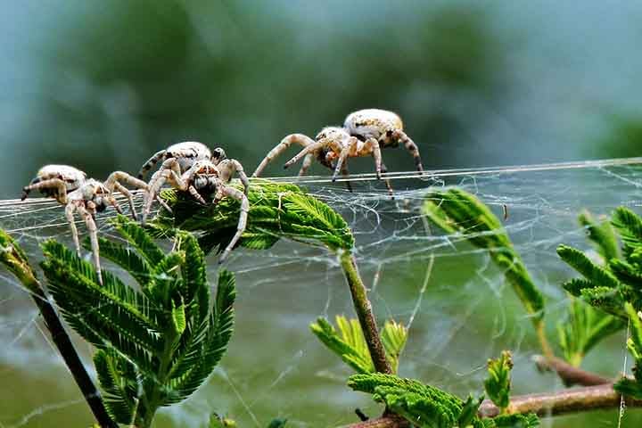 Diferentemente da maioria das aranhas, que são solitárias e até canibais, a Stegodyphus dumicola vive em colônias compostas por dezenas até centenas de indivíduos. 