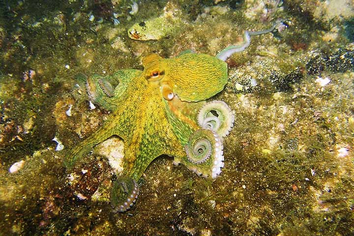 Enquanto o ser humano precisou de bilhões de anos para desenvolver um cérebro centralizado e altamente especializado, o polvo parece ter seguido uma lógica própria: distribuir o poder de processamento, descentralizar o controle e apostar em uma estrutura altamente flexível e adaptativa.