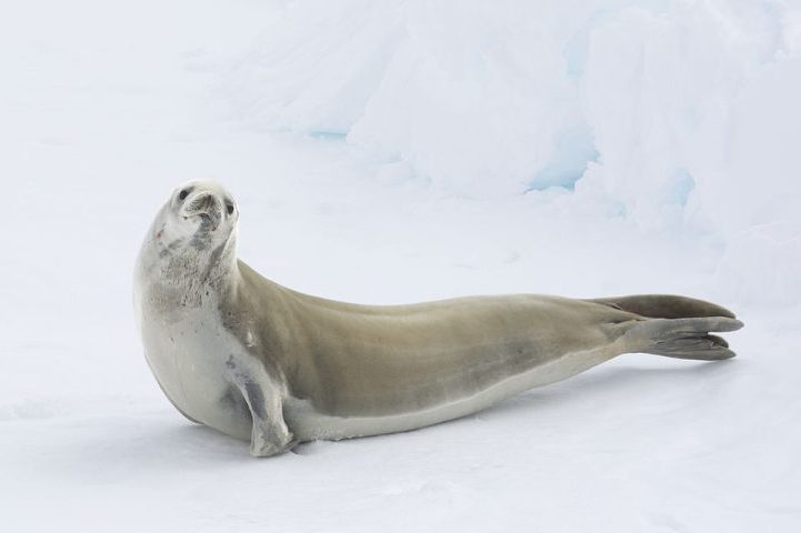 Segundo os cientistas, a presença da foca provavelmente era parte de uma migração temporária, já que a região tem pouca oferta de krill, seu alimento principal. 