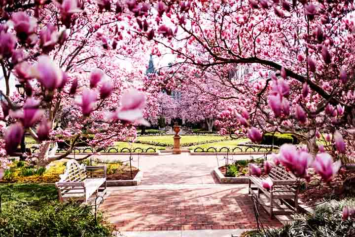 Algumas variedades podem florescer um pouco mais cedo ou mais tarde do que o período tradicional, proporcionando diferentes oportunidades para apreciadores ao longo da estação.
