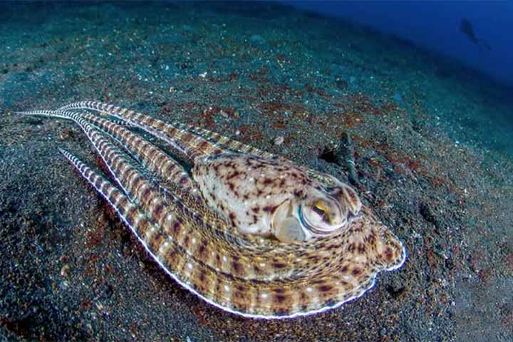 Um estudo realizado com a espécie Octopus bimaculatus, por exemplo, analisou a segmentação do sistema nervoso dos braços do animal e confirmou algo que já se desconfiava: cada braço tem um certo grau de independência operacional, como se fosse dotado de um mini cérebro.