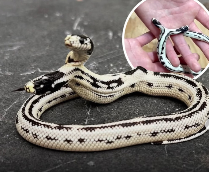 O dono do vivário, Johnathan Emberton, esclareceu que esse tipo de sobrevivência só é possível quando a serpente tem apenas um conjunto funcional de órgãos internos.   