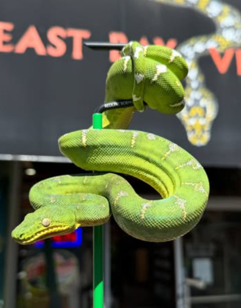 local abriga dezenas de espécies de serpentes, lagartos, tartarugas, sapos e invertebrados. Muitos animais ficam expostos em recintos acessíveis ao público. As visitas são educativas e atraem famílias, escolas e pesquisadores