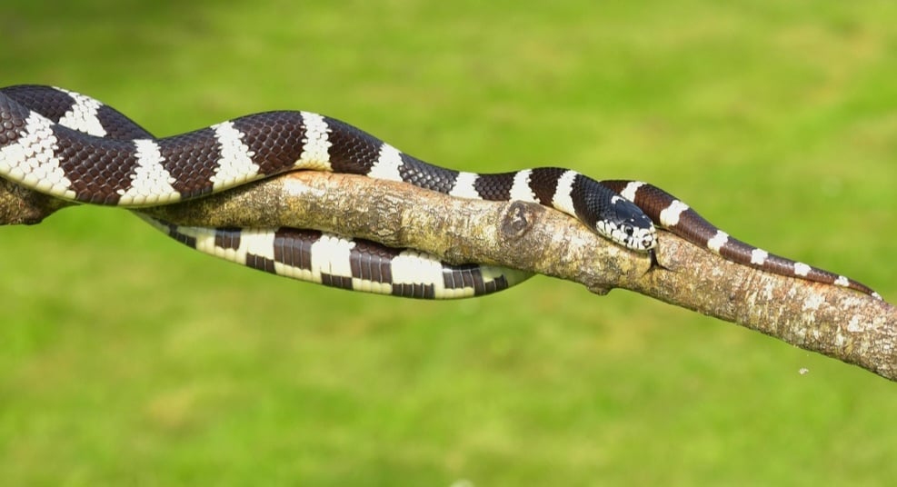 Tem corpo esguio e musculoso, ideal para caça e exploração. É uma excelente nadadora e escaladora, com habilidade nas árvores.
