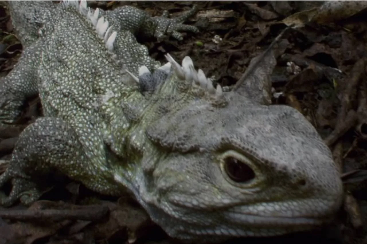 Tuatara (Sphenodon punctatus) é o réptil vivo mais antigo da Terra - mais de 200 milhões de anos. Os tuataras habitam zonas de floresta e praias de cerca de trinta ilhas ao largo da Ilha Norte da Nova Zelândia.
