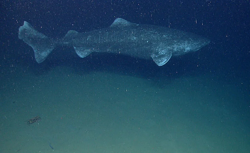 É um grande predador e habita lugares raramente alcançados pelos humanos. Um tubarão da Groenlândia com idade estimada em 518 anos apareceu nas proximidades de Belize, no Caribe em 2023, o que faz dele o animal vertebrado que viveu mais tempo do planeta.