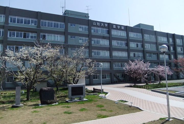 Uma equipe liderada pelo professor Masato Sakai (Universidade Yamagata), com apoio de profissionais da IBM, usou IA para analisar imagens aéreas, revelando padrões invisíveis a olho nu.