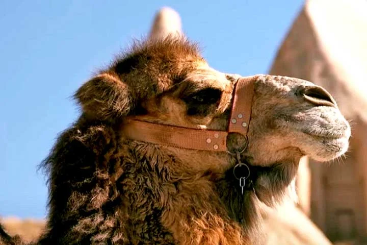 Conheça, além dessas, outras curiosidades sobre estes lindos e interessantíssimos animais, comuns especialmente na Ásia Central e no norte da China.