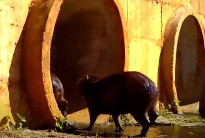 Uma concessionária administradora de uma das rodovias divulgou que, em um ano e meio, o número de acidentes envolvendo animais silvestres caiu em 86%. 