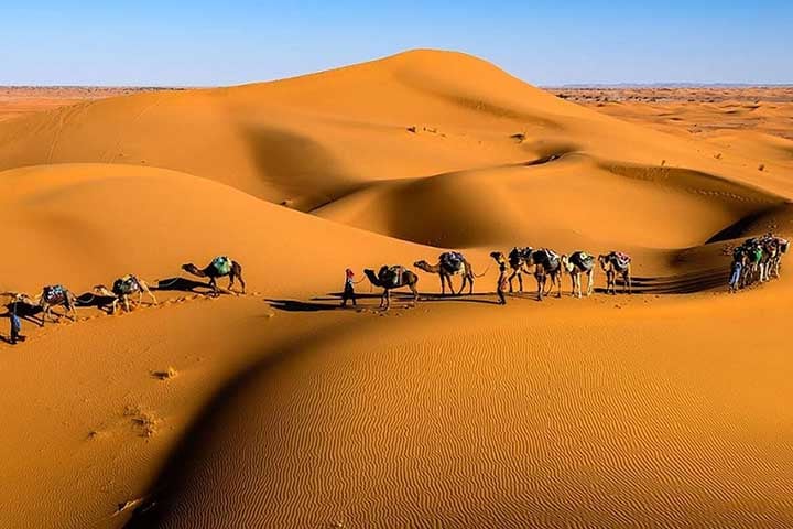 Os camelos são conhecidos por sua impressionante habilidade de viver por longos períodos sem água. Eles podem beber até 120 litros de água em apenas 10 minutos.